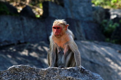 Monkey sitting on rock