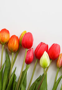Close-up of red tulips against white background