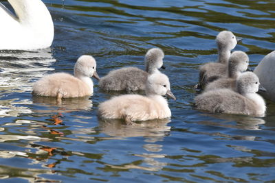 Swans swimming in lake