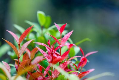 Close-up of red plant