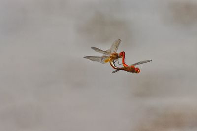 Close-up of insect flying