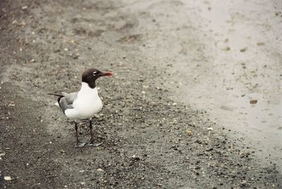 High angle view of bird perching on the road