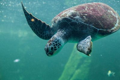 Close-up of turtle swimming in sea