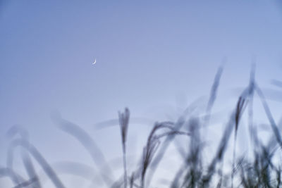 Low angle view of plants against sky