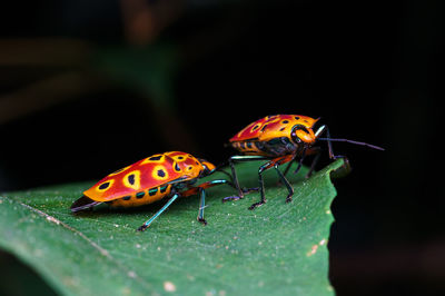 Close-up of ladybug on leaf