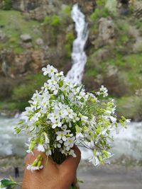 Close-up of hand holding flowering plant