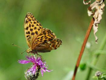 Close-up of butterfly pollinating on flower