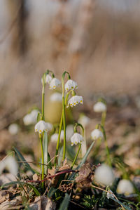 Close-up of white flowering plant on field