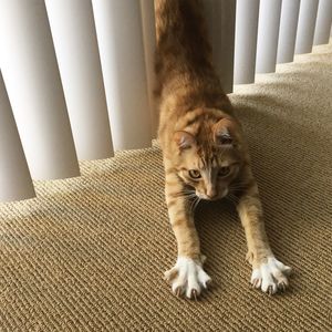 Portrait of cat relaxing at home