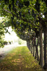 View of trees growing in farm