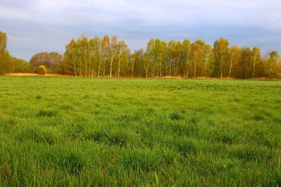 Scenic view of grassy field against cloudy sky