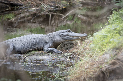 Close-up of crocodile in river