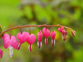 Close-up of pink flowering plants