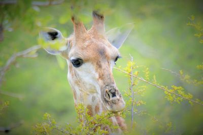 Close-up of donkey