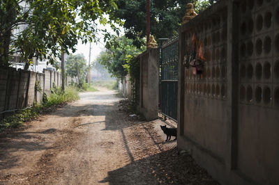 View of a dog amidst plants