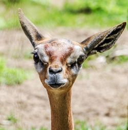 Close-up portrait of giraffe