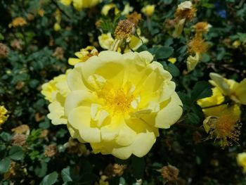 Close-up of yellow flower