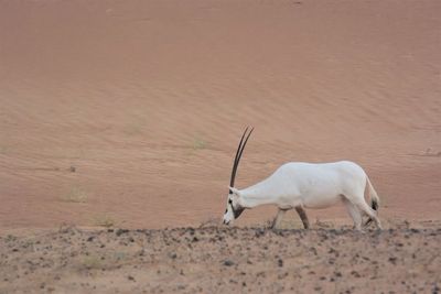 White horse standing on field
