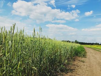 Crops growing on field against sky