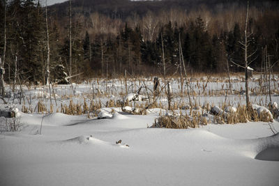 Scenic view of snow covered field