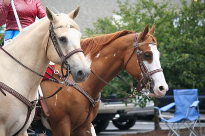 Close-up of horses