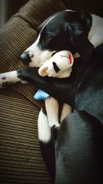 Dog sleeping on bed