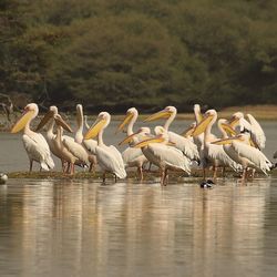 Flock of birds in lake
