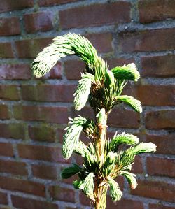 Close-up of plant growing on wall