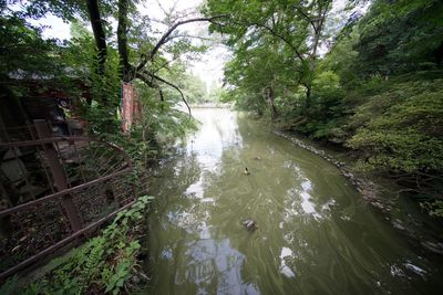 Scenic view of river amidst trees in forest