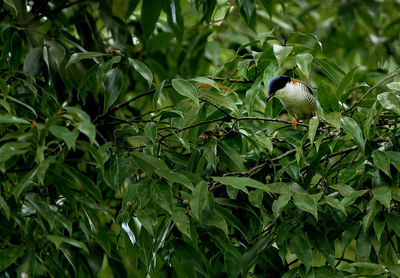 Close-up of bird perching on plant