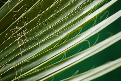 Full frame shot of fresh green leaf