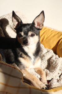 Portrait of dog relaxing on sofa at home