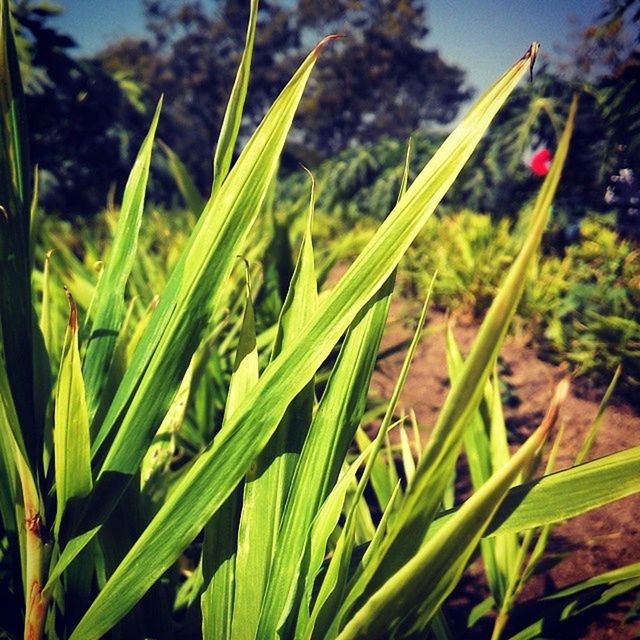 growth, plant, green color, close-up, nature, freshness, leaf, focus on foreground, beauty in nature, growing, blade of grass, grass, field, selective focus, stem, green, tranquility, fragility, outdoors, bud