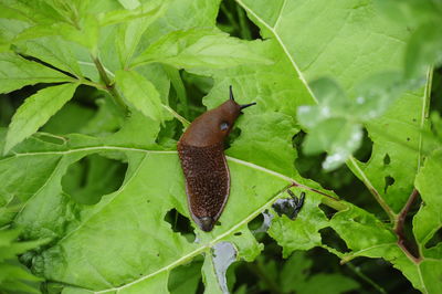 Close-up of snail on leaf