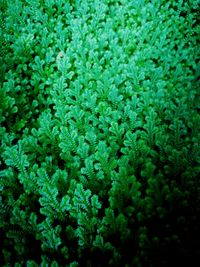 Close-up of green plants
