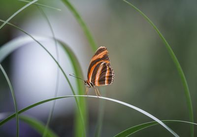 Butterfly on leaf