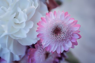 Close-up of pink flowers