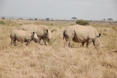 Rhinoceros on grassy field against cloudy sky