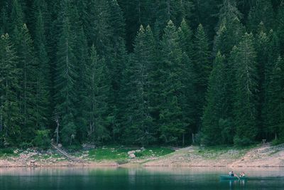 Scenic view of river with trees in background