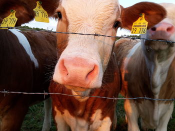 Close-up of cows standing by fence