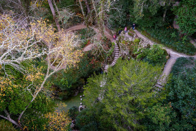 High angle view of trees in forest