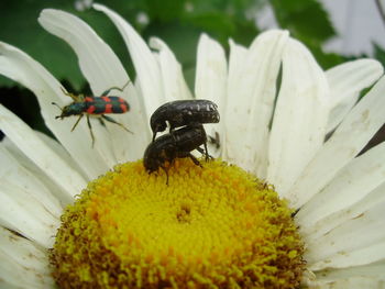 Close-up of ladybug on flower