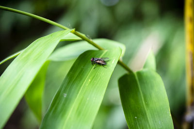 Close-up of insect on leaf