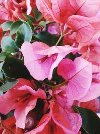 Close-up of pink bougainvillea growing in lawn