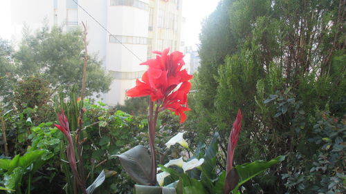 Close-up of red flowers blooming outdoors