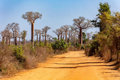 Road amidst trees against sky