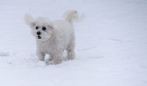 Dog on snow field