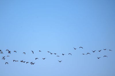 Low angle view of birds flying in sky