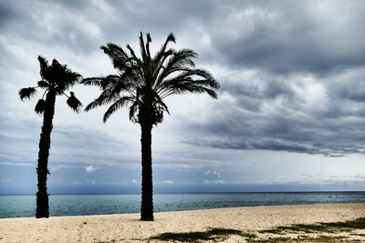 Palm tree by sea against sky