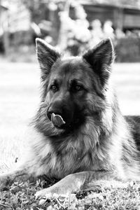 Portrait of dog relaxing on field